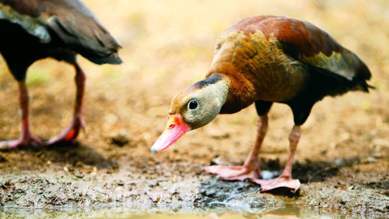 Un pacífico salvaje