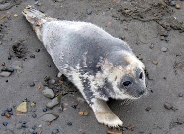 Misteriosa enfermedad mata a decenas de focas en Alaska