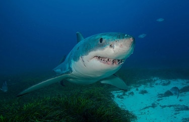 8 rasgos extraordinarios que probablemente no sabías sobre los tiburones