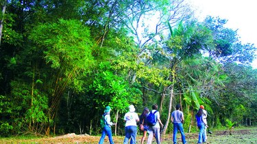 Llegan los puentes que también son jardines