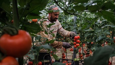 Cómo los marroquíes se convirtieron en la principal fuerza laboral inmigrante en España