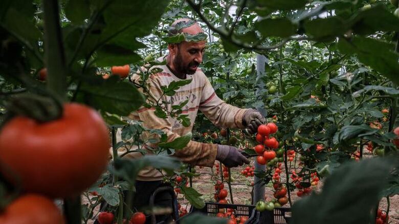 Cómo los marroquíes se convirtieron en la principal fuerza laboral inmigrante en España