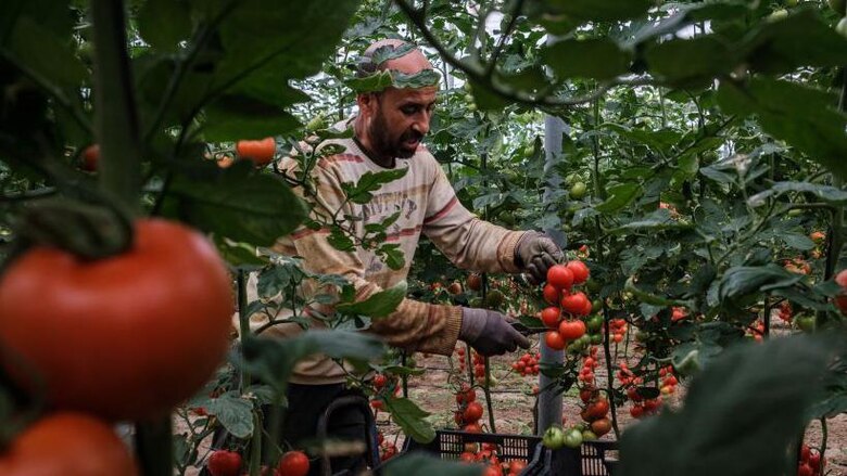 Cómo los marroquíes se convirtieron en la principal fuerza laboral inmigrante en España