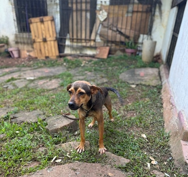 Imputan cargos a dos mujeres por caso de refugio clandestino de animales en Arraiján