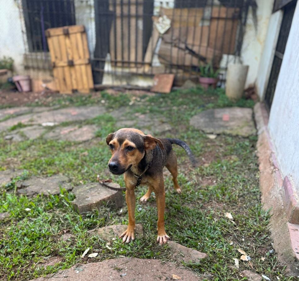 Imputan cargos a dos mujeres por caso de refugio clandestino de animales en Arraiján