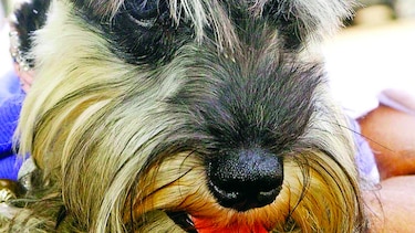 Junto a tu mascota