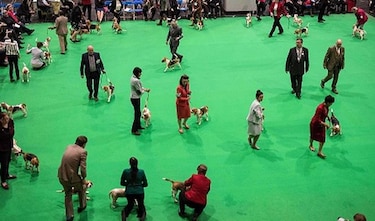 El perro, un gran amigo para la emancipación de los discapacitados