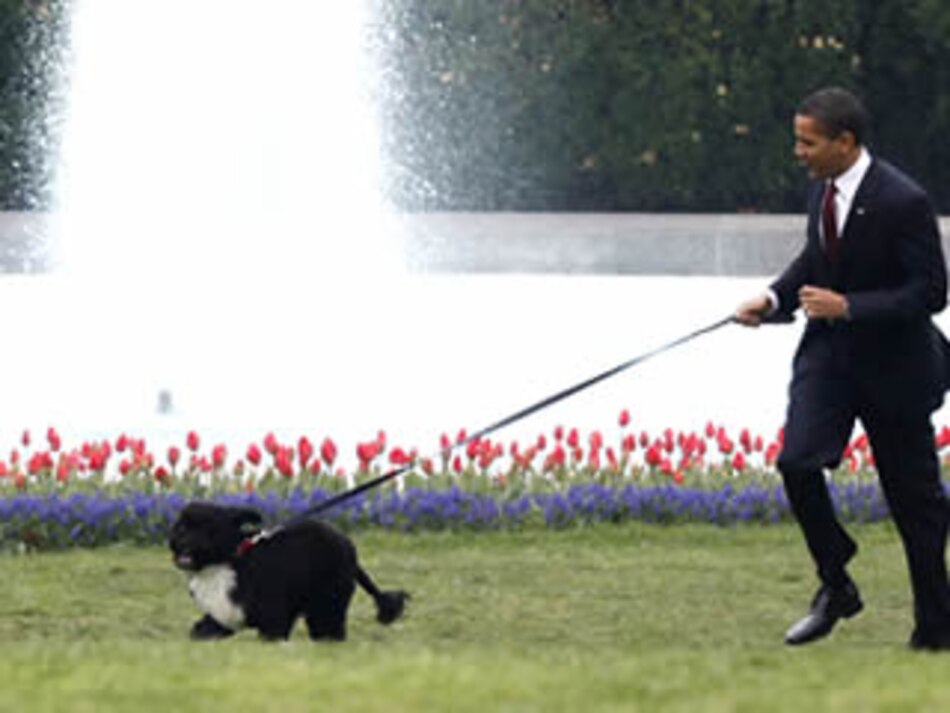 Bo, el perro de los Obama, es presentado en sociedad