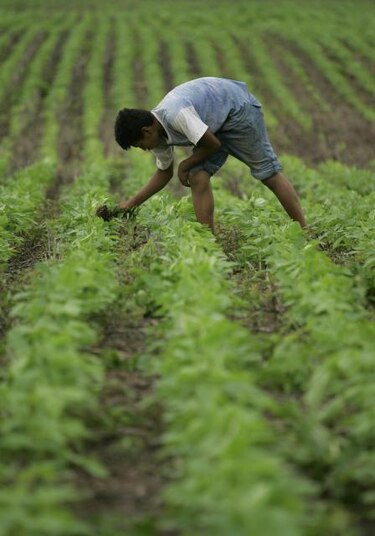 La soja no brindaría alivio durante la menopausia estudio