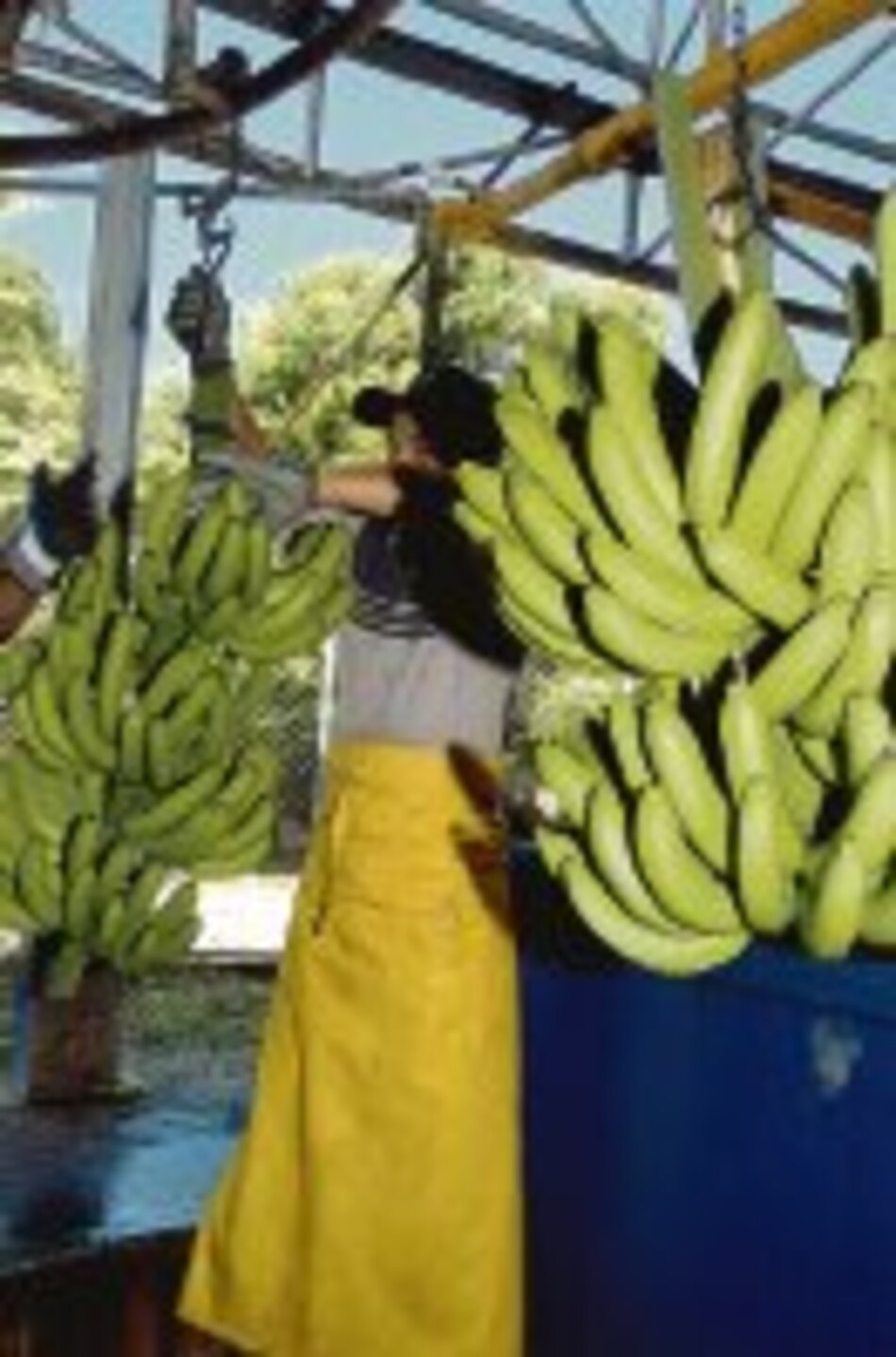 Turismo al día Ferrocarril de Almirante, atracción para turistas