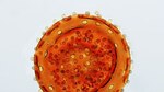 El arte de fotografiar microorganismos