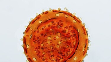 El arte de fotografiar microorganismos