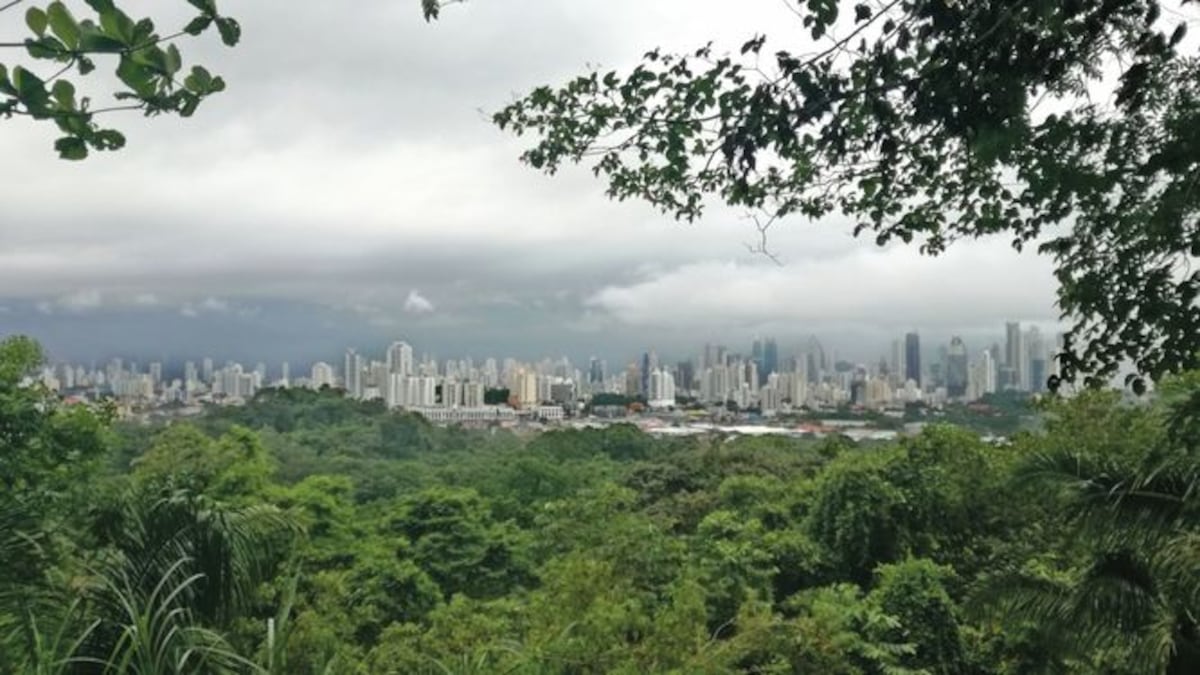 El bosque y la lluvia