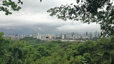 El bosque y la lluvia