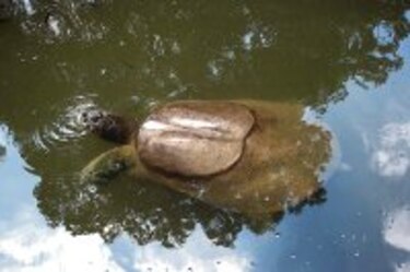 Tortugas del Yangtsé