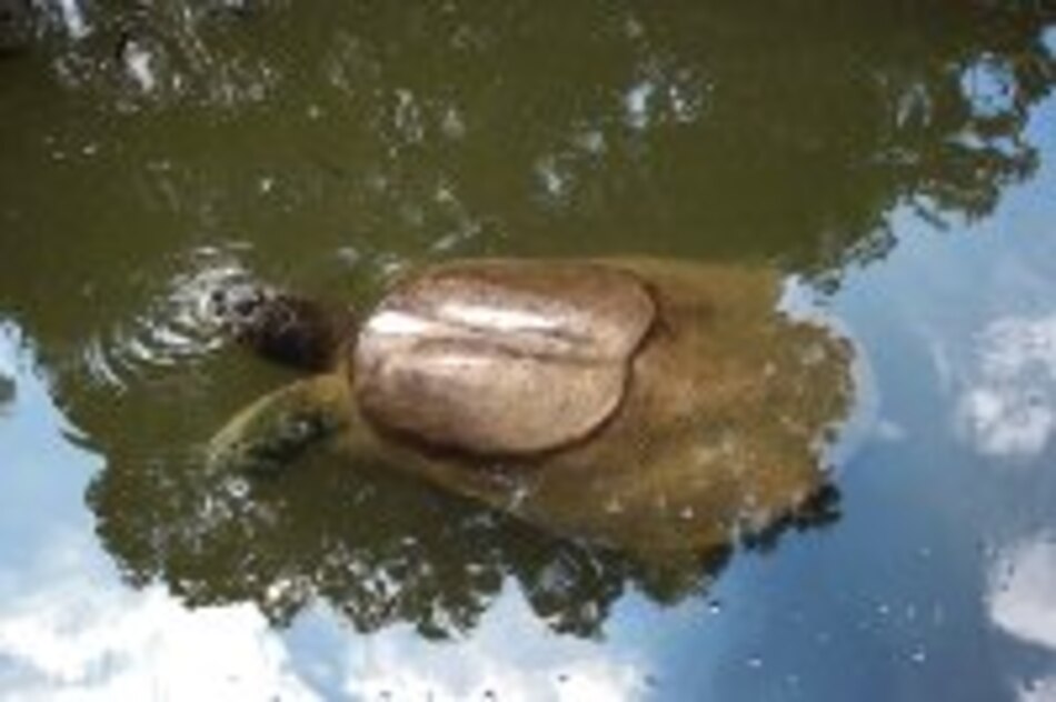 Tortugas del Yangtsé