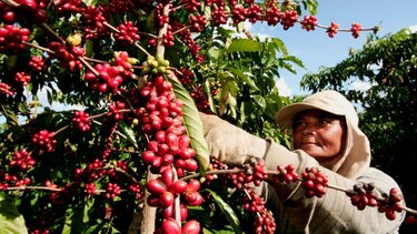 25 millones de personas viven del cultivo del café en Latinoamérica