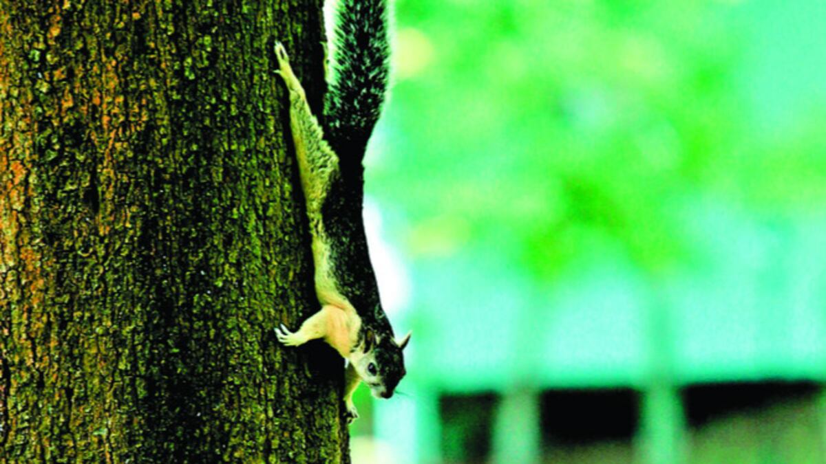 Ardilla, un roedor que se encuentra en el parque corriendo de un árbol a otro en busca de alimento.