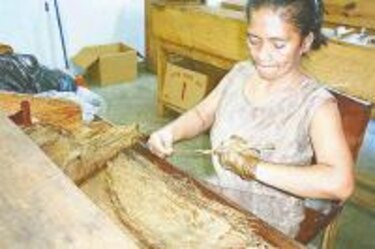 Irregularidades opacan a la industria tabaquera en Coclé