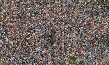 Las deslumbrantes imágenes de los premios Fotógrafo de la Vida Silvestre 2025