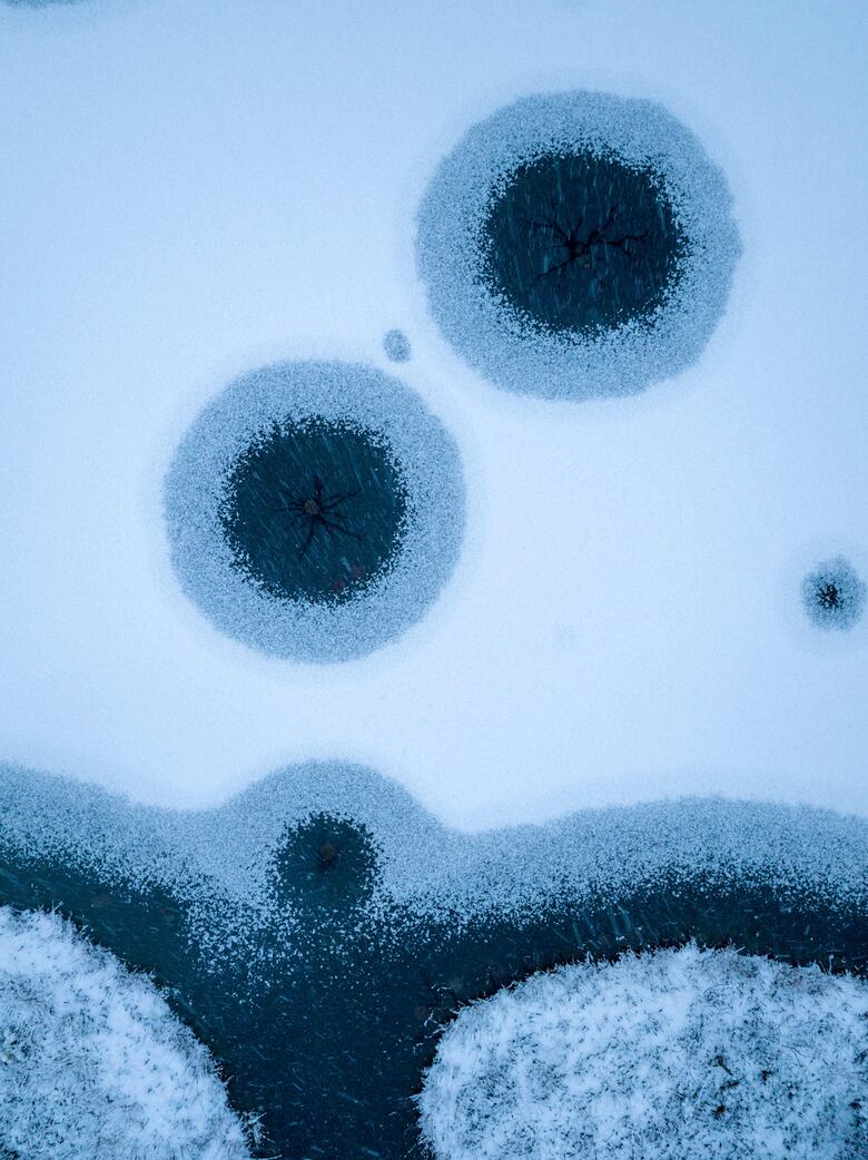 La historia de la foto ‘perfecta’ que tomó una década capturar y otras imágenes ganadoras del premio Fotógrafo de la Vida Silvestre 2025