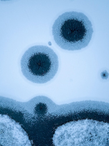 La historia de la foto ‘perfecta’ que tomó una década capturar y otras imágenes ganadoras del premio Fotógrafo de la Vida Silvestre 2025