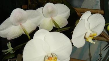Todo listo para la Feria de las Orquídeas en Boquete que se inaugura hoy