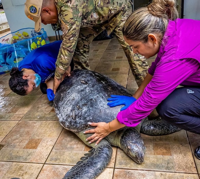 Lucha por vivir: tortuga verde de 30 años es rescatada herida en Taboga