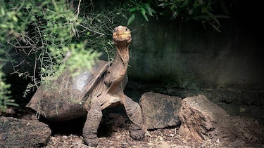 Las imágenes de las fascinantes especies del nuevo atlas de las islas Galápagos