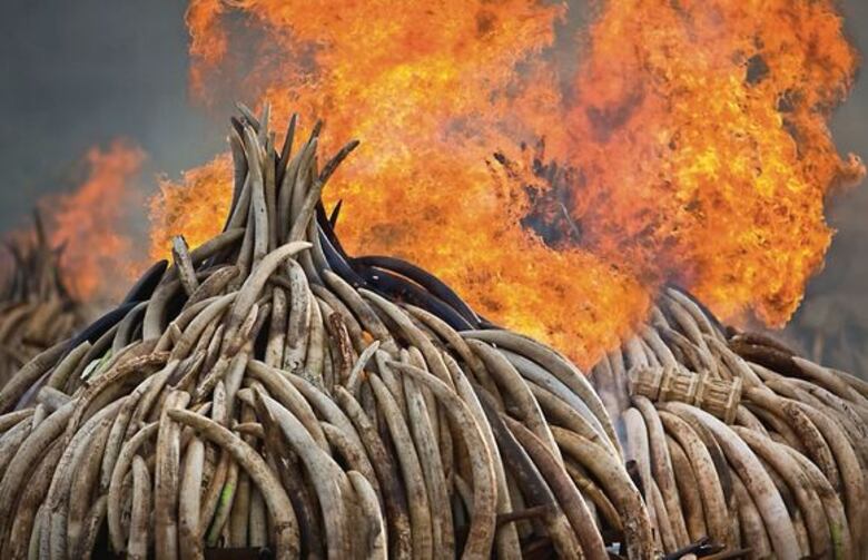 La Tierra está enferma, pero hay esperanzas