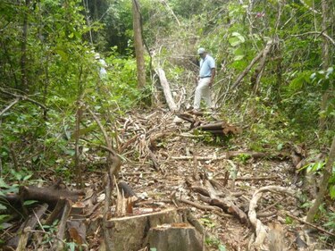 Ganaderos denuncian la tala ilegal de cocobolos en Los Santos