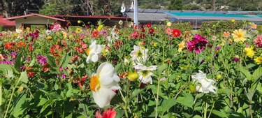 Feria de Boquete celebra sus bodas de oro; será del 12 al 22 de enero