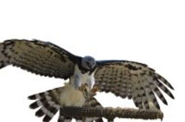 Rey del dosel del bosque