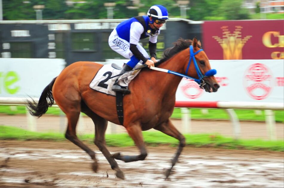 Sangre fina y nueva llega al Hipódromo Presidente Remón