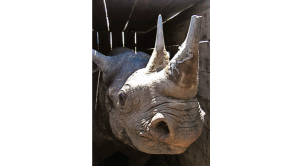 Mueren ocho rinocerontes en intento de ser trasladados