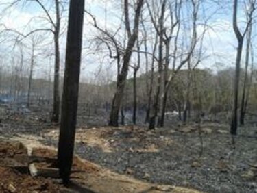 Varias hectáreas consumidas por incendio de masa vegetal en el Instituto Nacional de Agricultura
