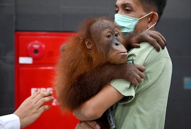 Bebé orangután hallado en una maleta será devuelto a la naturaleza