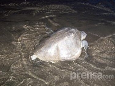 Se inicia arribo de tortugas por estación de desove en Los Santos