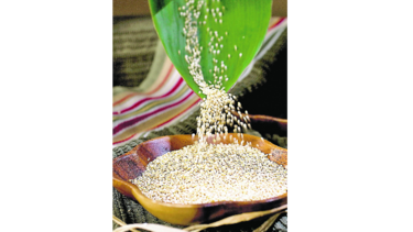 Quinua puede revolucionar la dieta