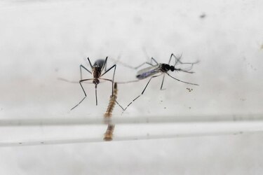 Canadá reporta casos de zika
