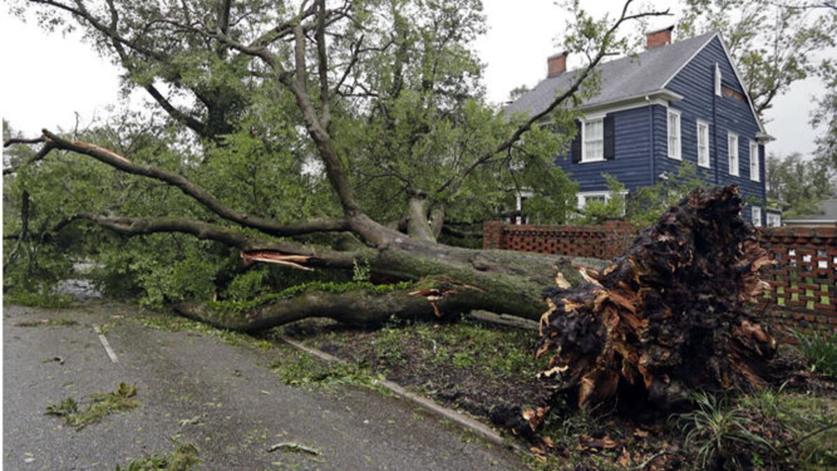 Un árbol desarraigado por fuertes vientos se encuentra en una calle de Wilmington, Carolina del Norte, después de