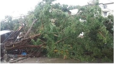 Aguacero causa caída de árboles y afecta servicio eléctrico en el país
