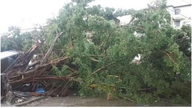 Aguacero causa caída de árboles y afecta servicio eléctrico en el país