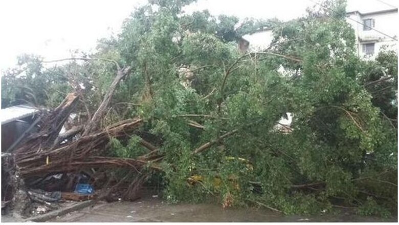 Aguacero causa caída de árboles y afecta servicio eléctrico en el país