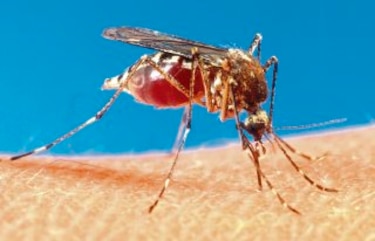 Avanza vacuna contra el dengue