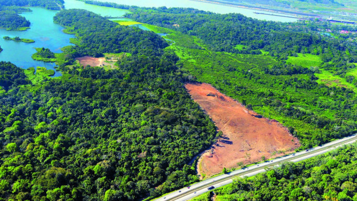 Es la segunda vez que se devastan más de 5.8 hectáreas que forman parte de la cuenca hidrográfica del Canal, esencial para el funcionamiento de la vía acuática. La z
