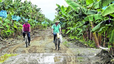 Productores de Barú recibirán pagos el 12 de diciembre
