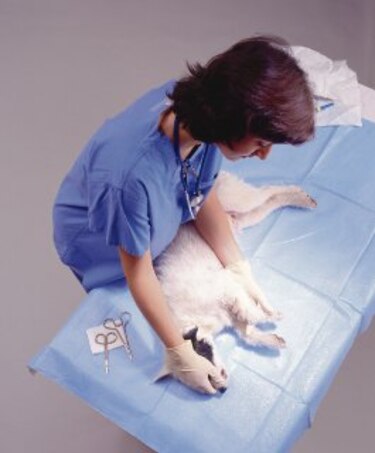 Mascotas, sin opción de seguro