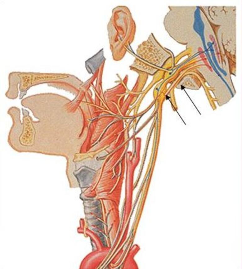 Mordida disfuncional: causa de algunas enfermedades de origen desconocido, donde aplica