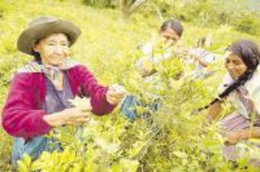 Buscan alternativas para comercializar la hoja de coca